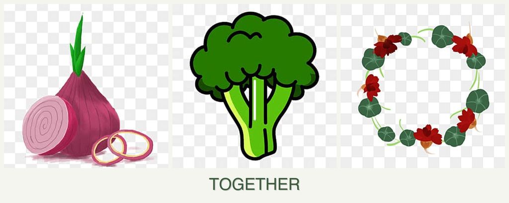 Can you plant onions, broccoli and nasturtiums together?