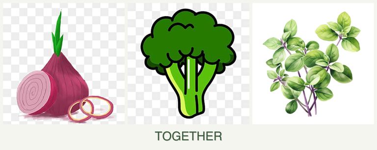 Can you plant onions, broccoli and oregano together?