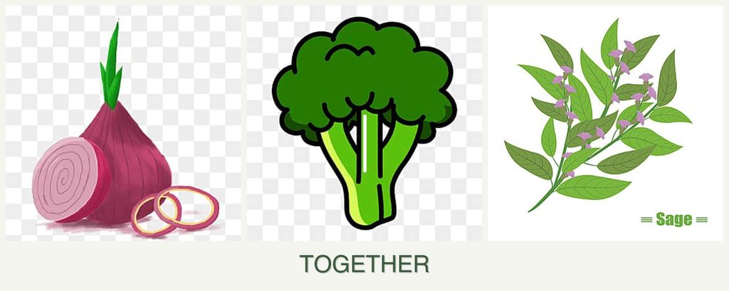 Can you plant onions, broccoli and sage together?