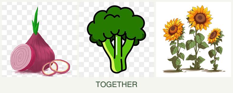 Can you plant onions, broccoli and sunflowers together?