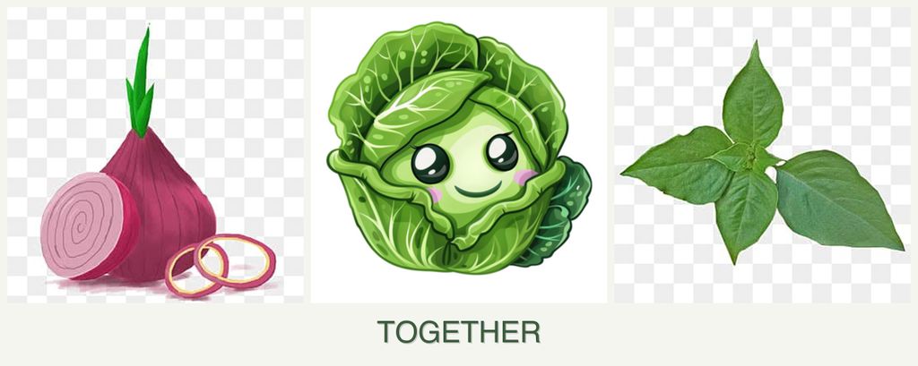 Can you plant onions, cabbage and basil together?