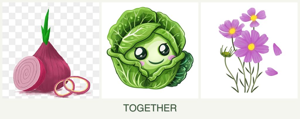Can you plant onions, cabbage and cosmos together?