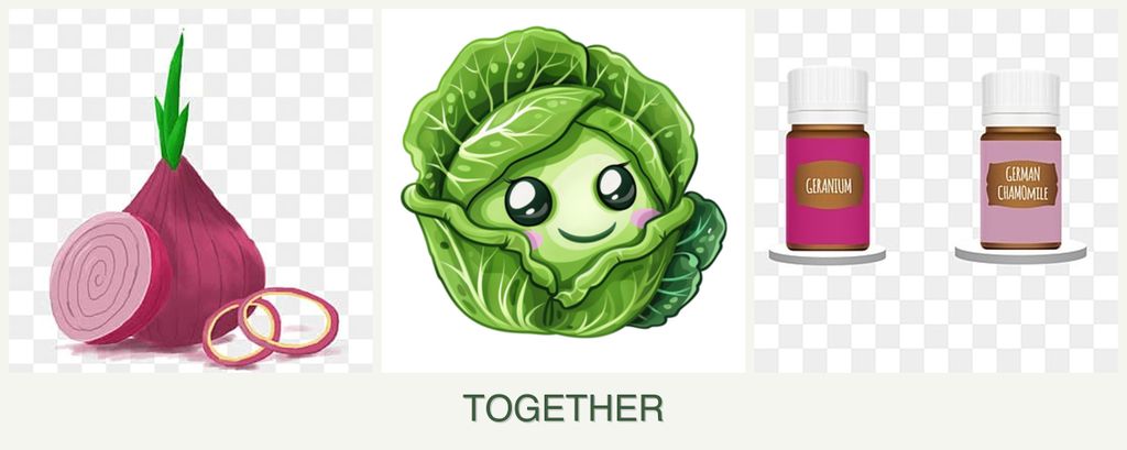 Can you plant onions, cabbage and geraniums together?