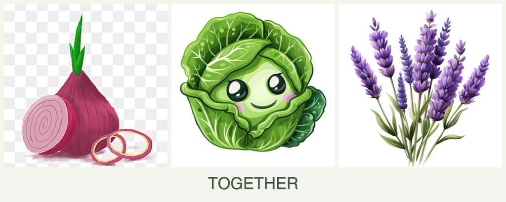 Can you plant onions, cabbage and lavender together?