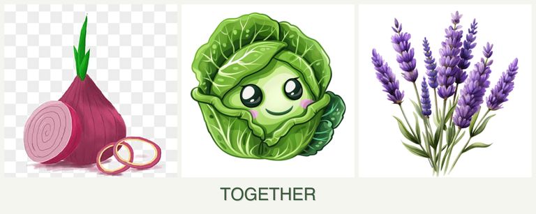 Can you plant onions, cabbage and lavender together?