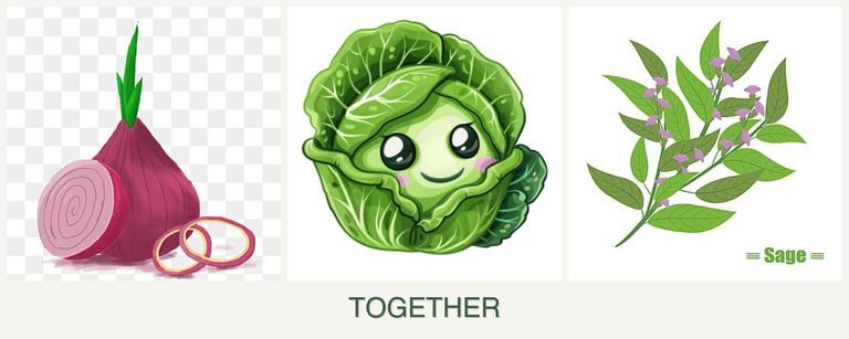 Can you plant onions, cabbage and sage together?