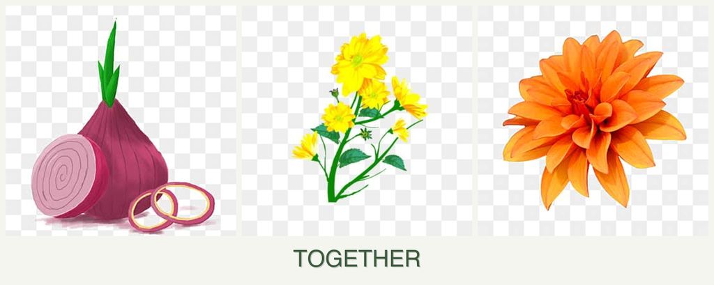 Can you plant onions, calendula and dahlias together?