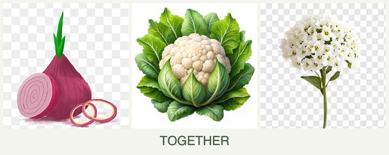 Can you plant onions, cauliflower and alyssum together?