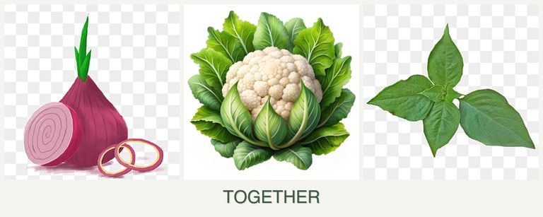 Can you plant onions, cauliflower and basil together?