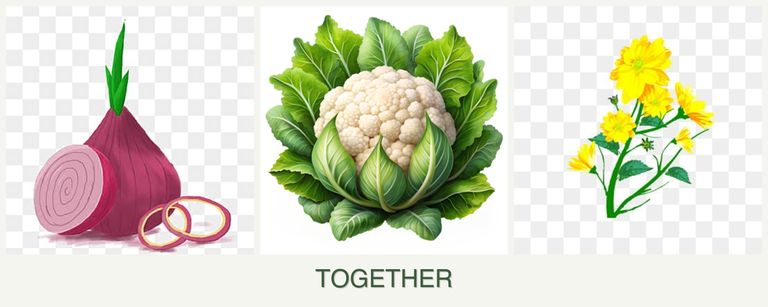 Can you plant onions, cauliflower and calendula together?