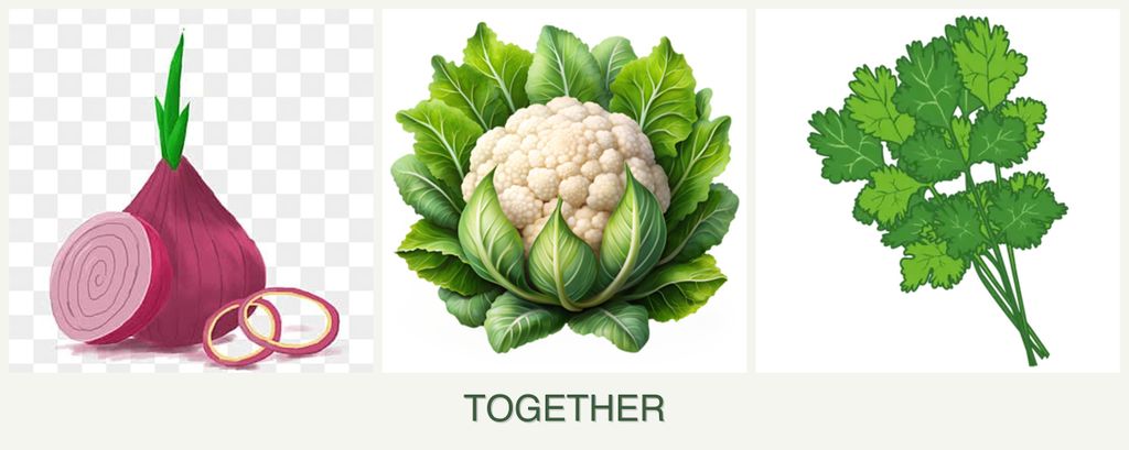 Can you plant onions, cauliflower and cilantro together?