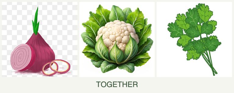 Can you plant onions, cauliflower and cilantro together?