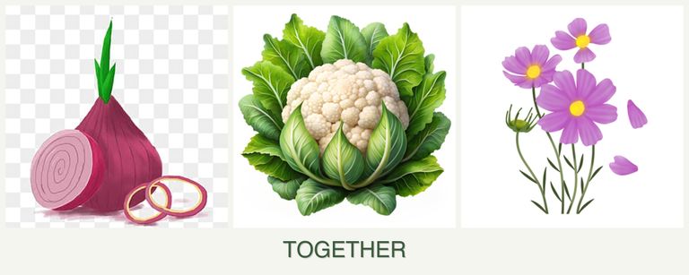 Can you plant onions, cauliflower and cosmos together?