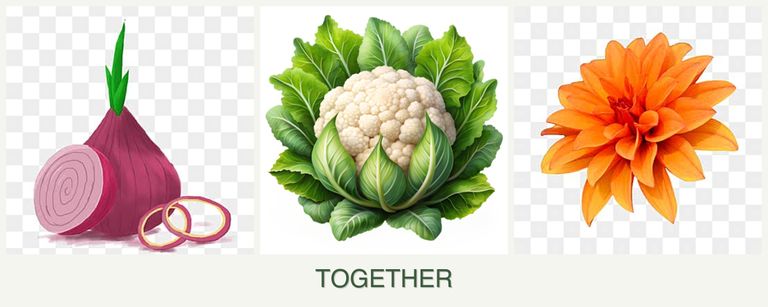 Can you plant onions, cauliflower and dahlias together?