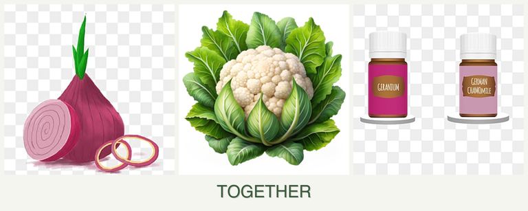 Can you plant onions, cauliflower and geraniums together?