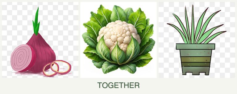 Can you plant onions, cauliflower and lemongrass together?