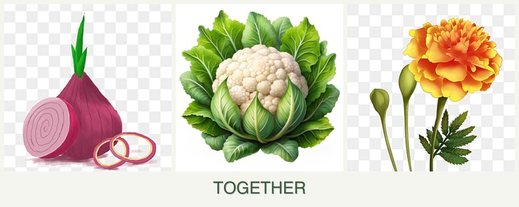 Can you plant onions, cauliflower and marigolds together?