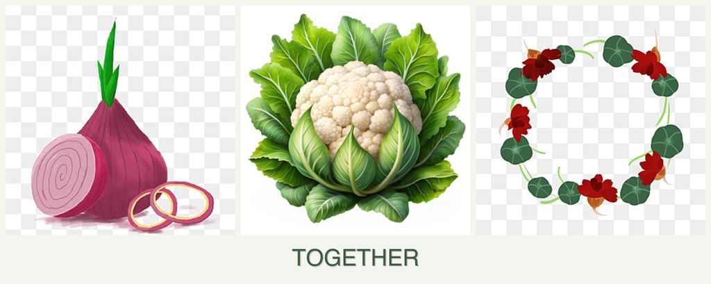 Can you plant onions, cauliflower and nasturtiums together?