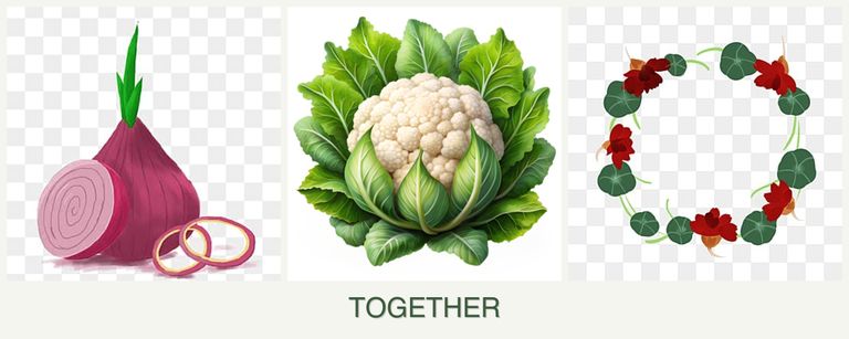 Can you plant onions, cauliflower and nasturtiums together?