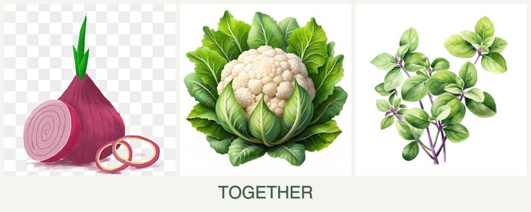 Can you plant onions, cauliflower and oregano together?