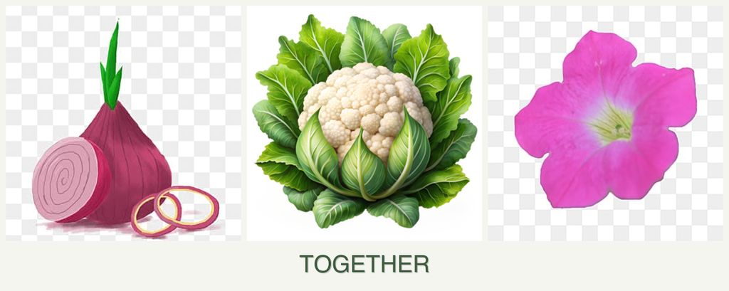 Can you plant onions, cauliflower and petunias together?