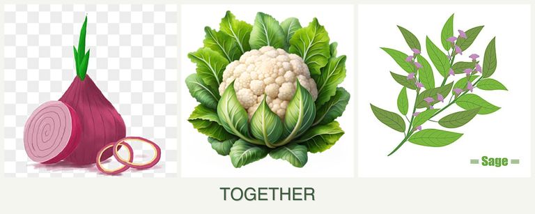 Can you plant onions, cauliflower and sage together?
