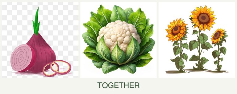 Can you plant onions, cauliflower and sunflowers together?