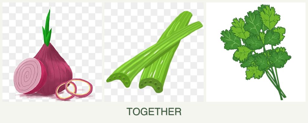 Can you plant onions, celery and cilantro together?