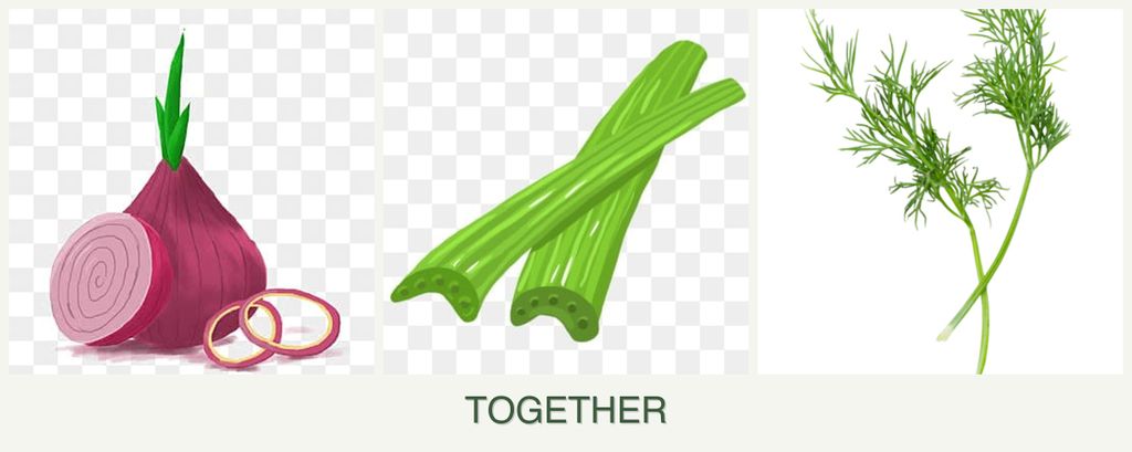 Can you plant onions, celery and dill together?