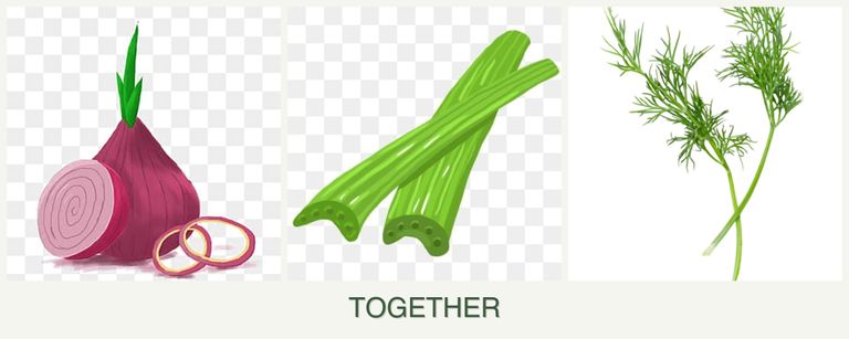 Can you plant onions, celery and dill together?
