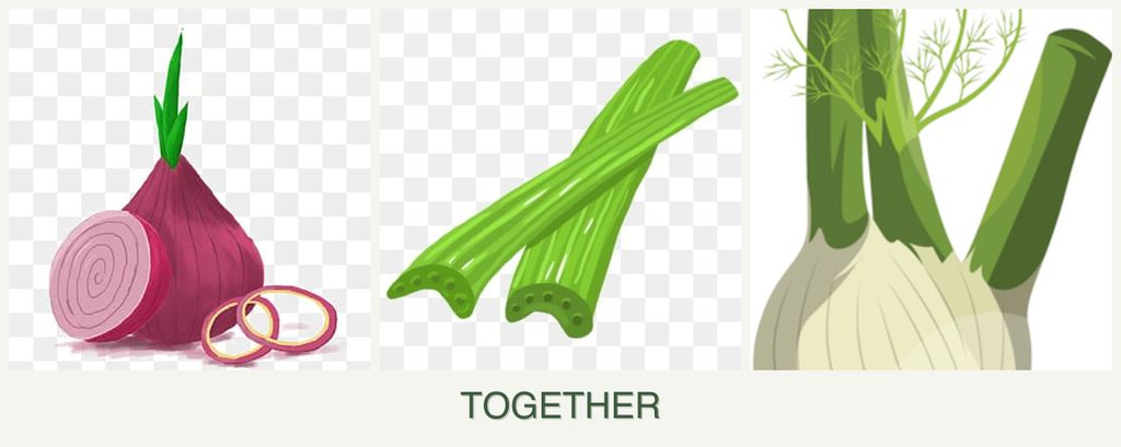 Can you plant onions, celery and fennel together?