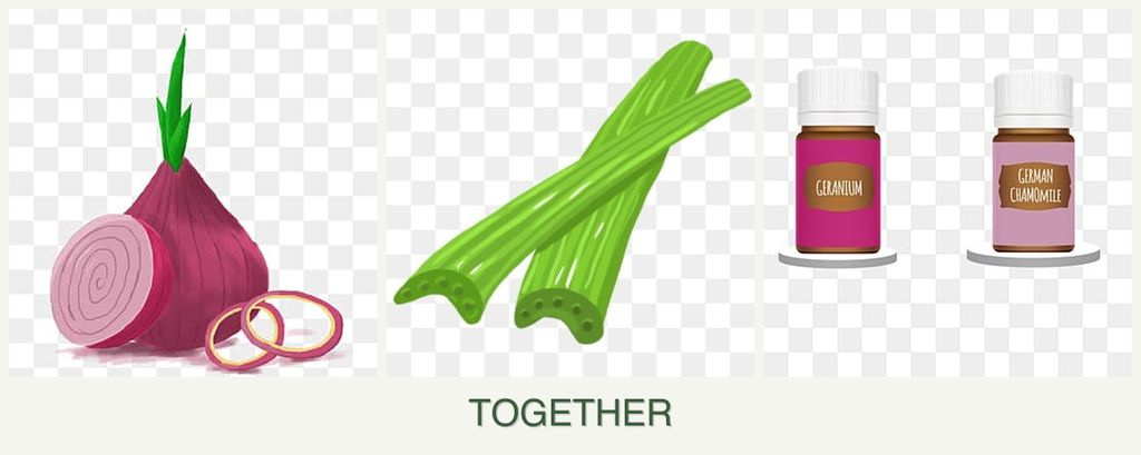 Can you plant onions, celery and geraniums together?