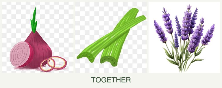 Can you plant onions, celery and lavender together?