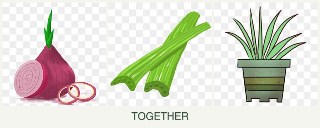 Can you plant onions, celery and lemongrass together?