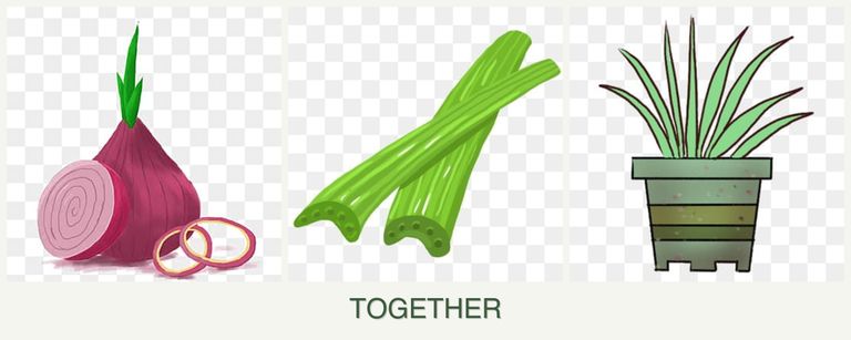 Can you plant onions, celery and lemongrass together?