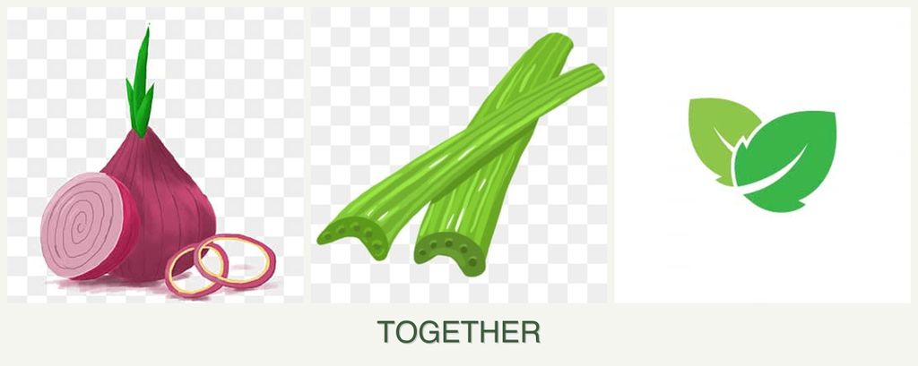 Can you plant onions, celery and mint together?