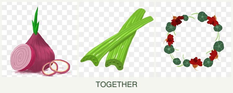 Can you plant onions, celery and nasturtiums together?