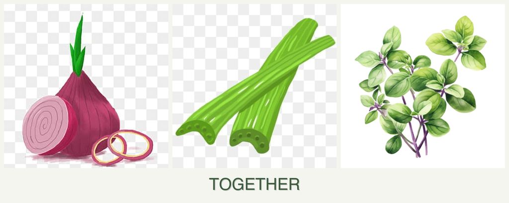 Can you plant onions, celery and oregano together?