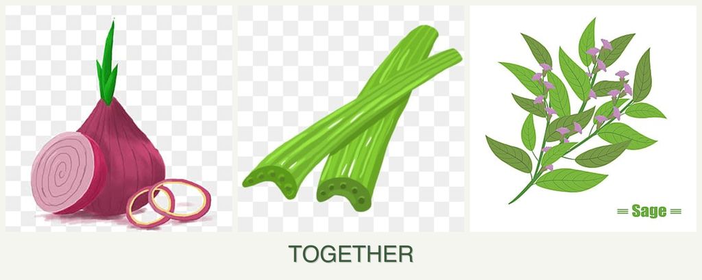 Can you plant onions, celery and sage together?