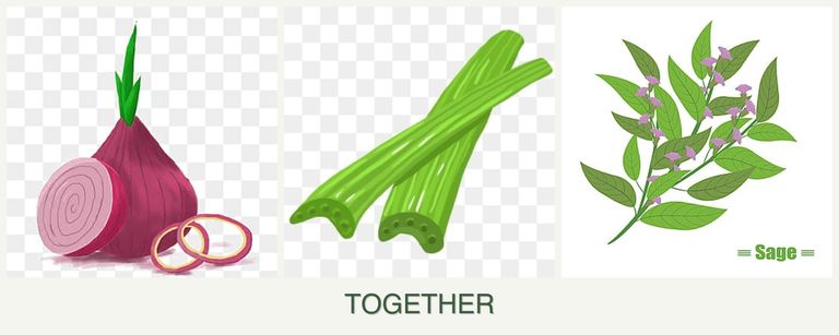 Can you plant onions, celery and sage together?
