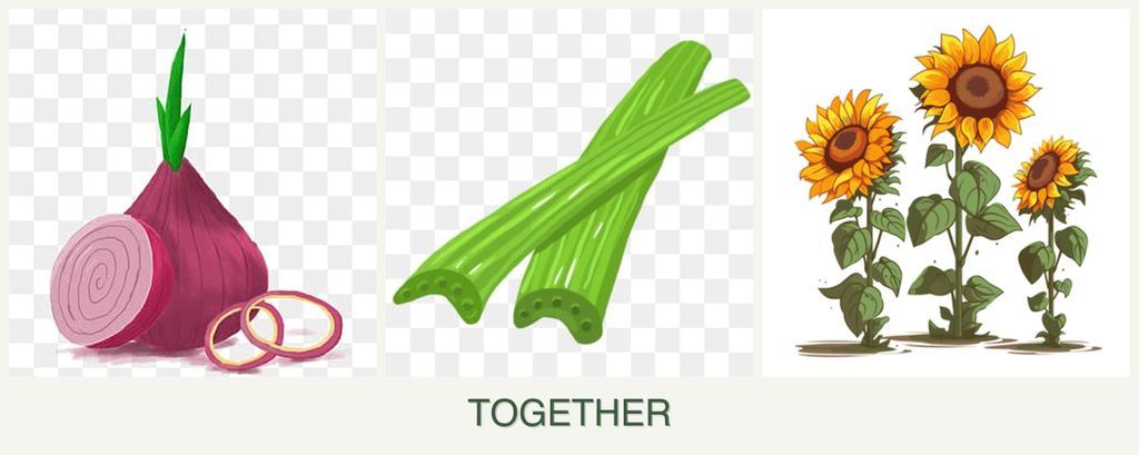 Can you plant onions, celery and sunflowers together?