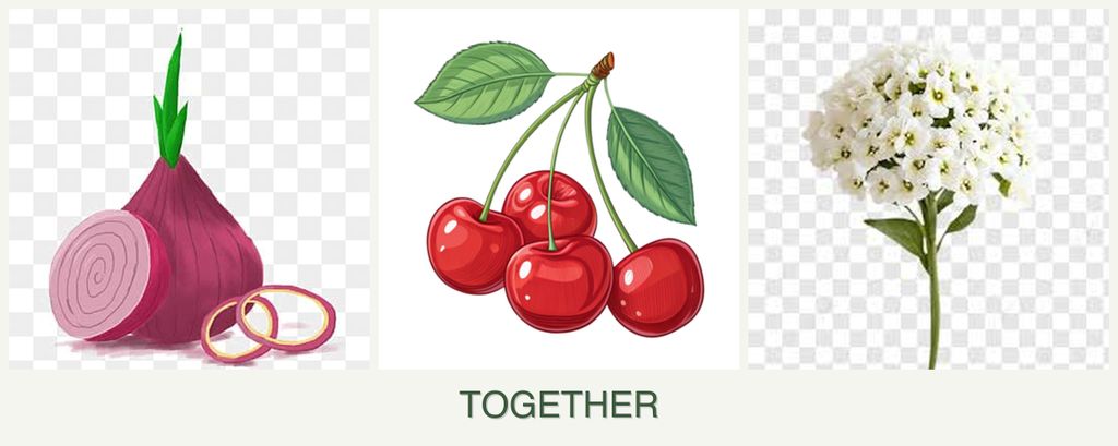 Can you plant onions, cherries and alyssum together?