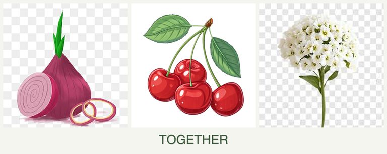 Can you plant onions, cherries and alyssum together?