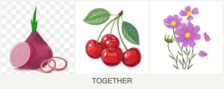 Can you plant onions, cherries and cosmos together?