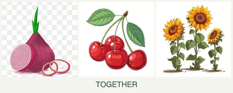 Can you plant onions, cherries and sunflowers together?