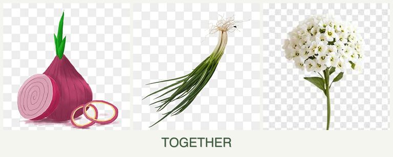 Can you plant onions, chives and alyssum together?