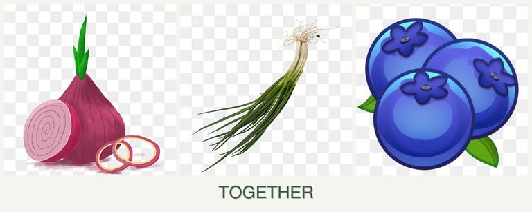 Can you plant onions, chives and blueberries together?