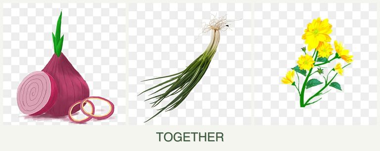Can you plant onions, chives and calendula together?