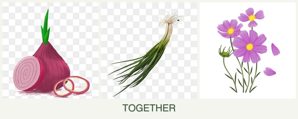 Can you plant onions, chives and cosmos together?