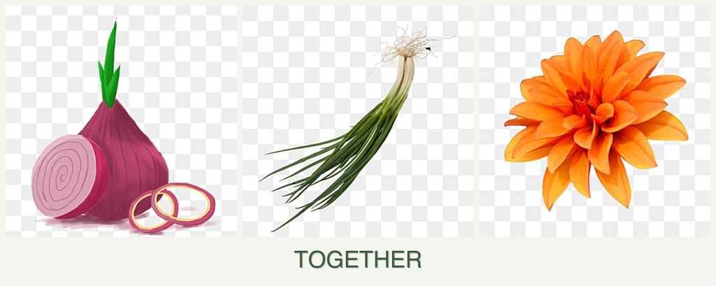 Can you plant onions, chives and dahlias together?